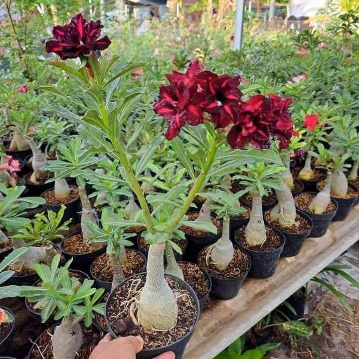 adoneam plant bonsai