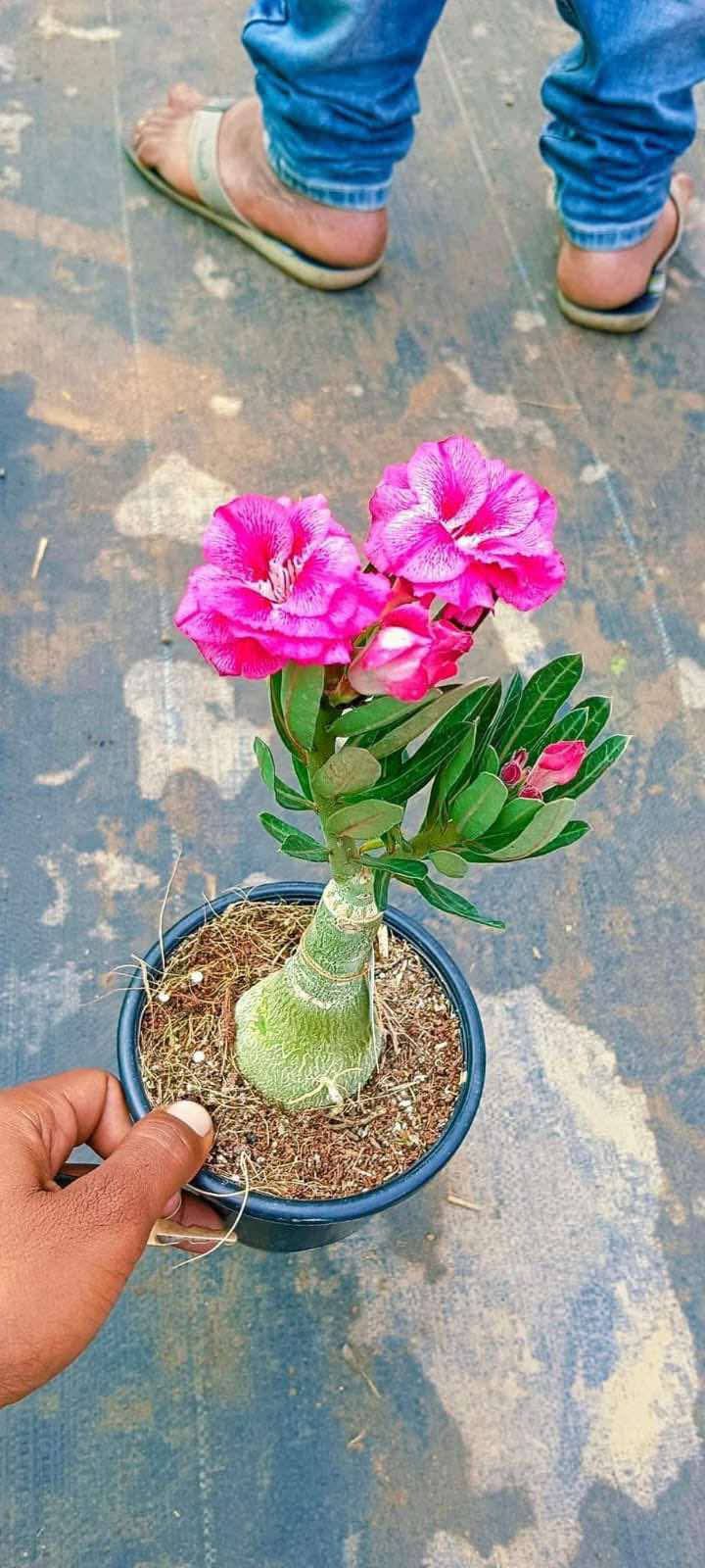 adoneam plant bonsai