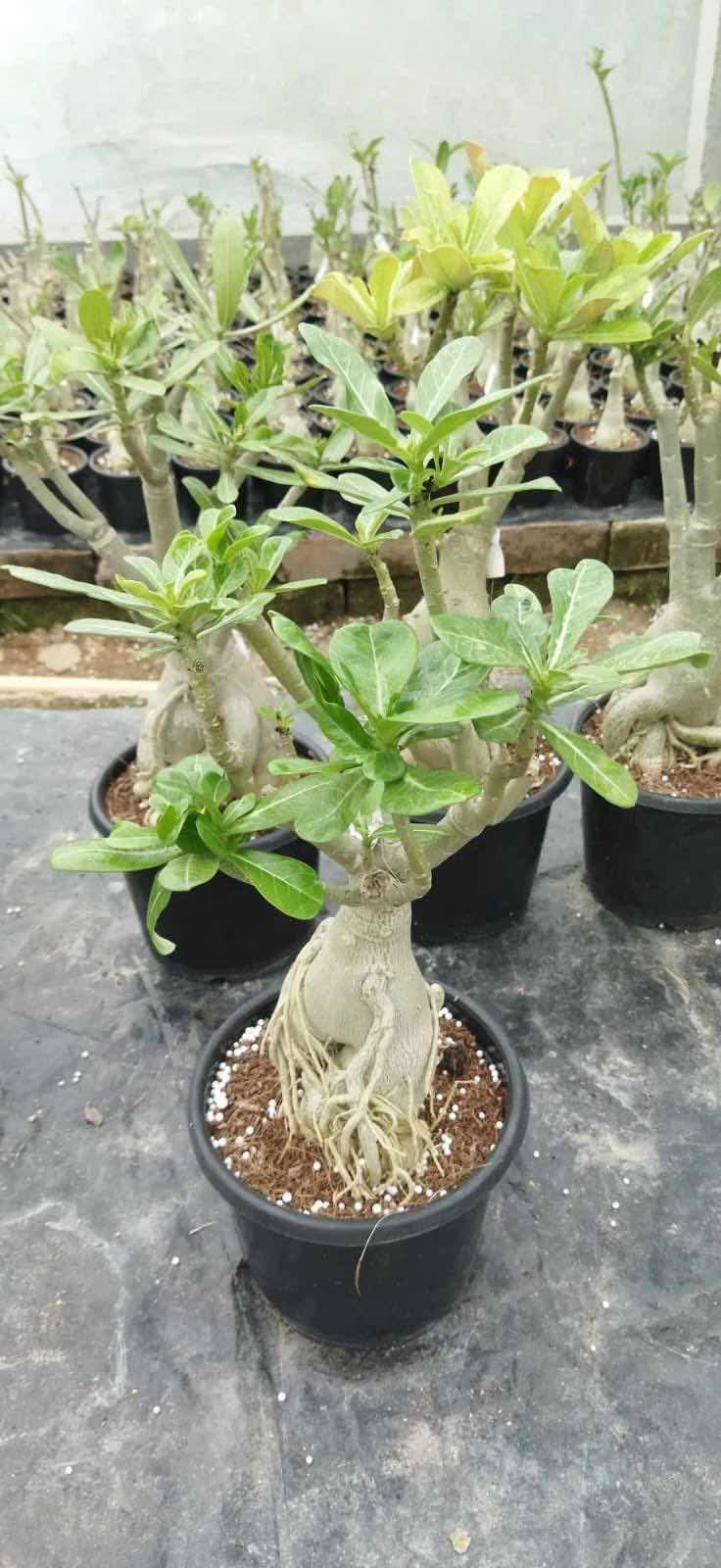 adoneam plant bonsai
