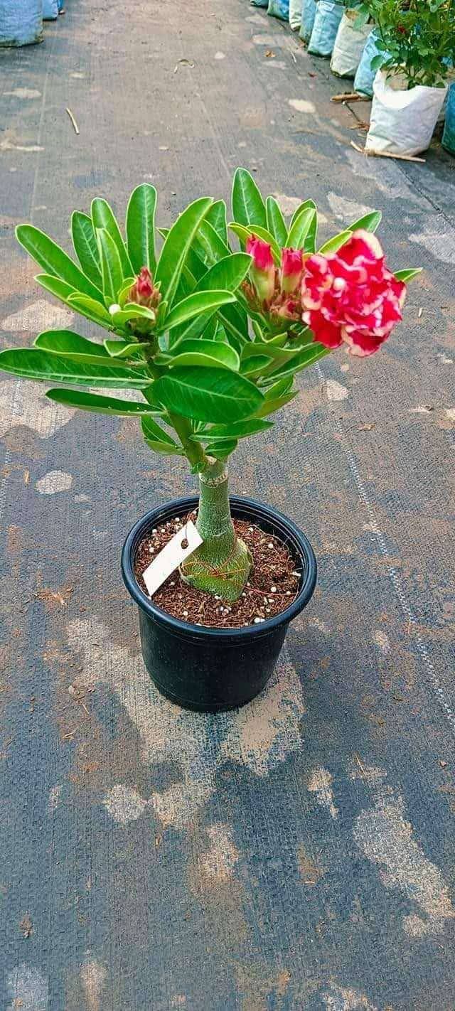 adoneam plant bonsai