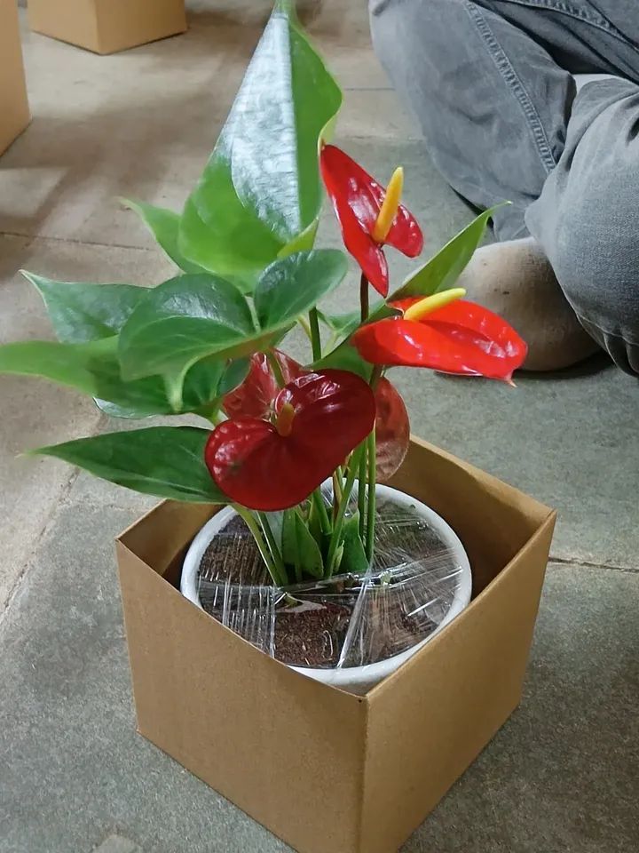 gifting plant indoor with pot