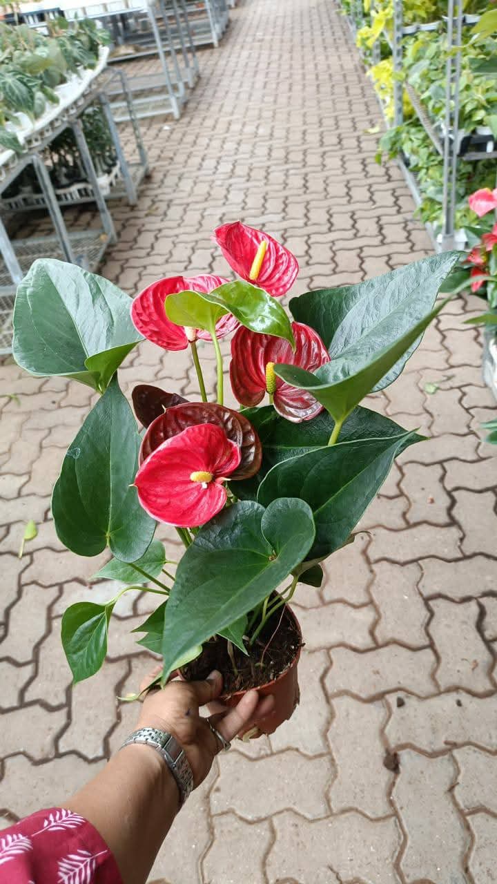 anthurium plant