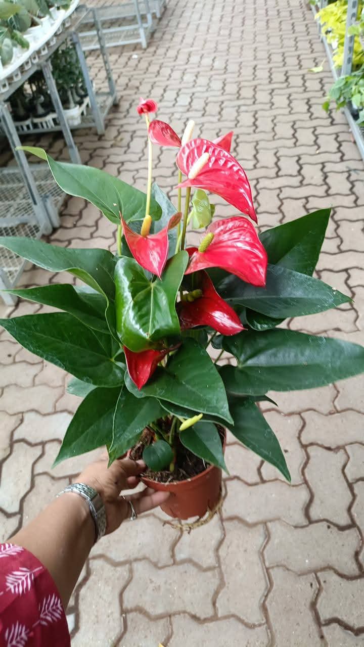 anthurium plant