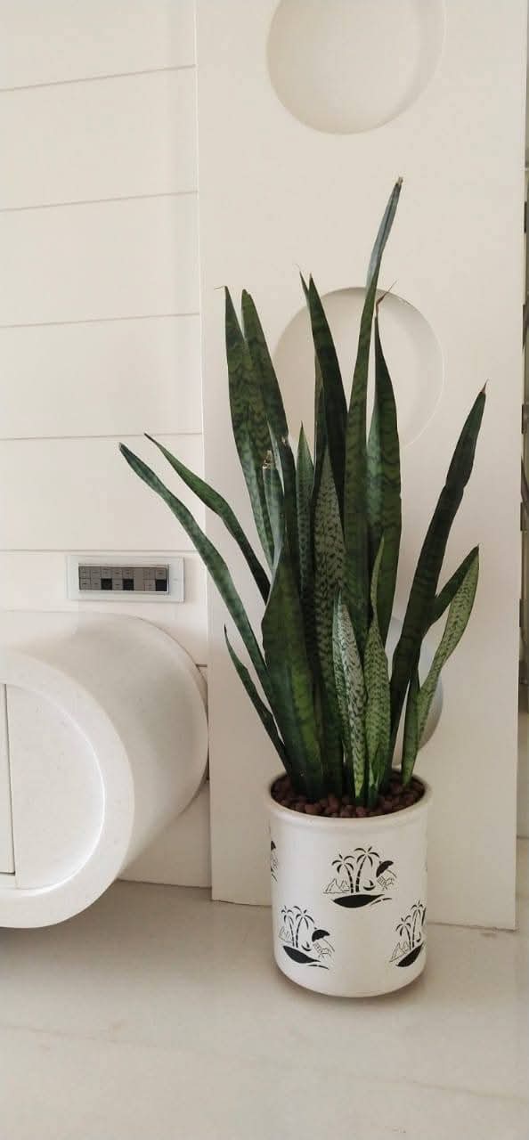 green snack plant oxygen plant