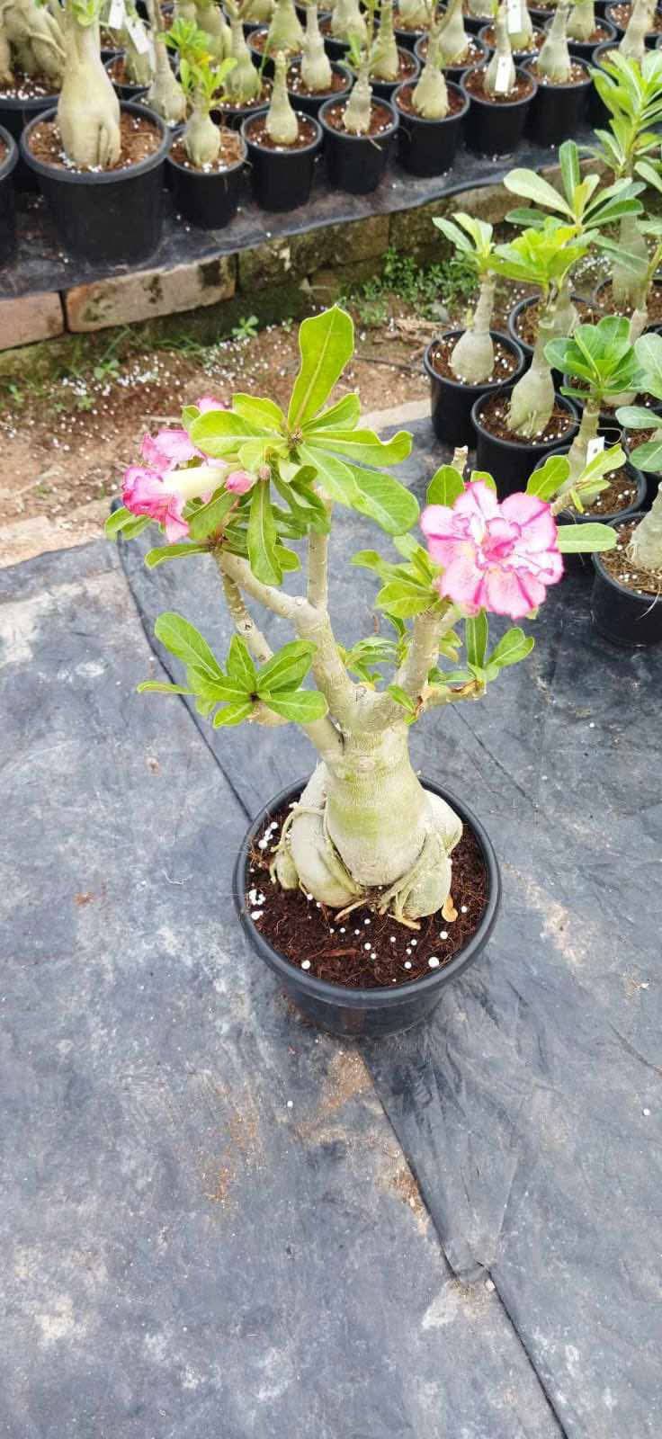 adoneam plant bonsai
