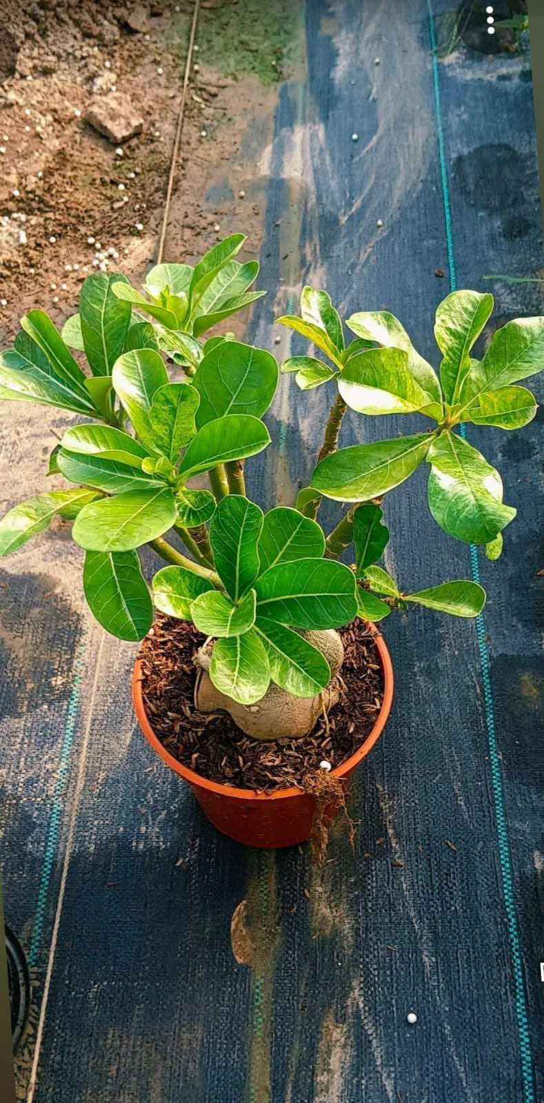 adoneam plant bonsai