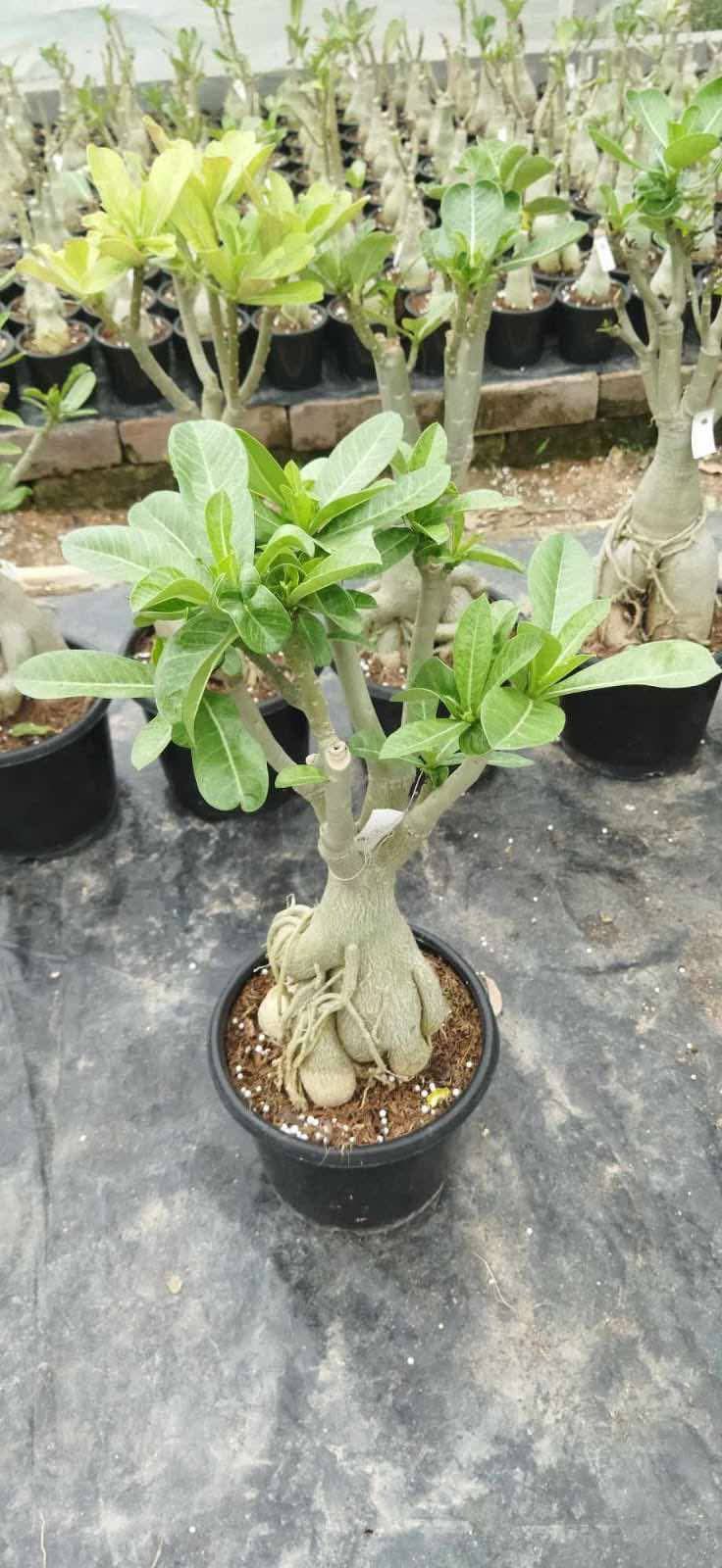 adoneam plant bonsai