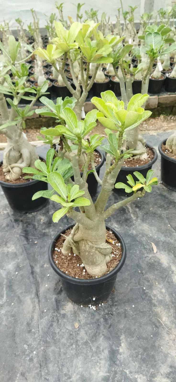 adoneam plant bonsai