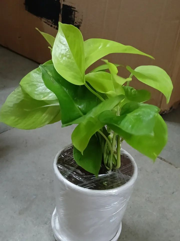 gifting plant indoor with pot