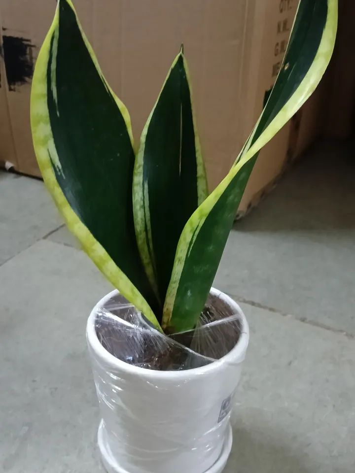 gifting plant indoor with pot