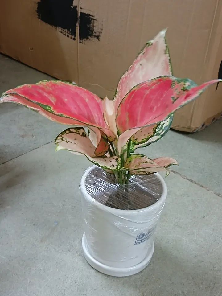 gifting plant indoor with pot
