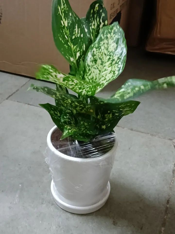 gifting plant indoor with pot