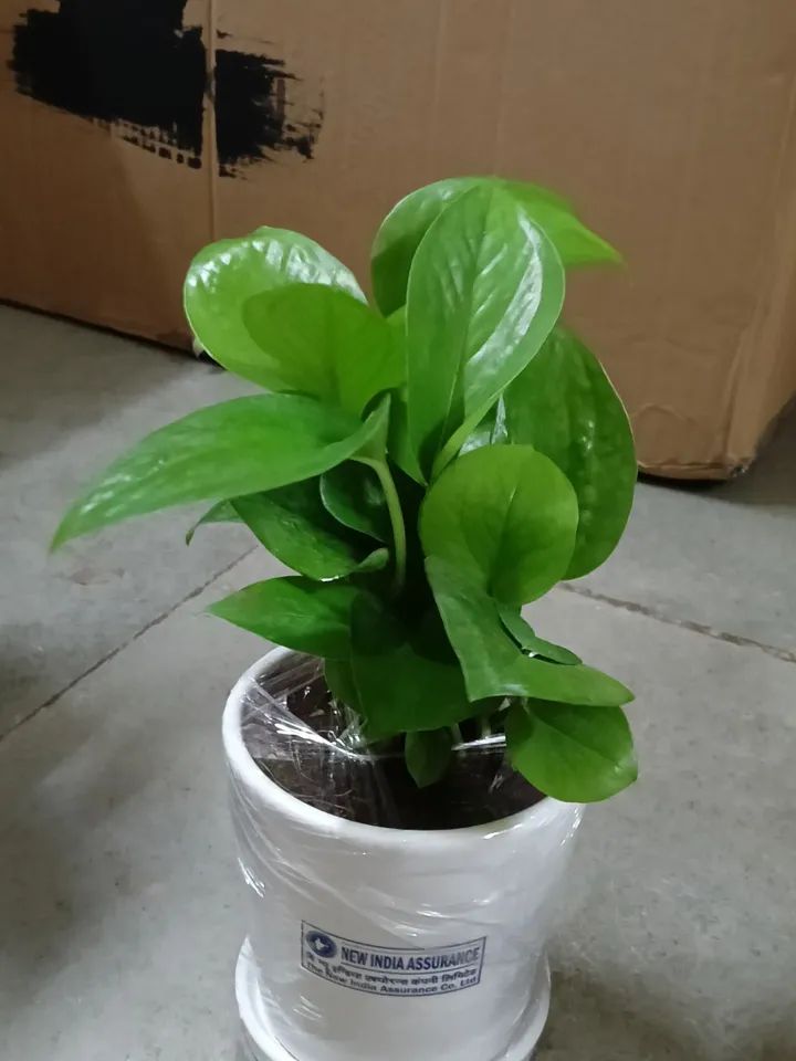 gifting plant indoor with pot