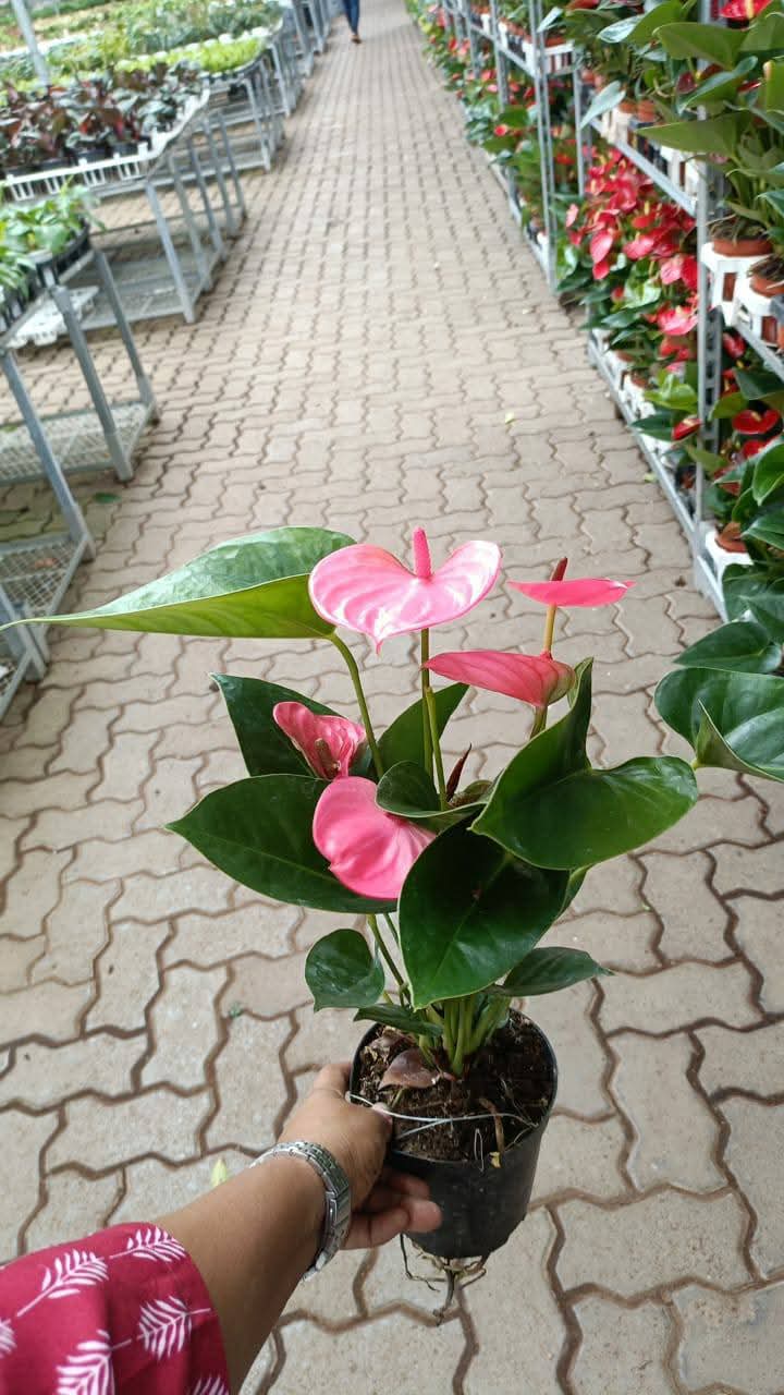 anthurium plant