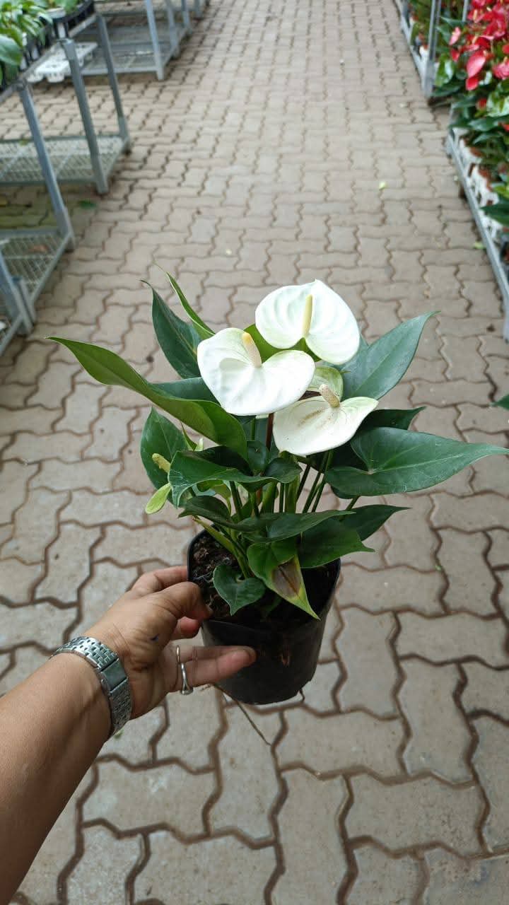 anthurium plant