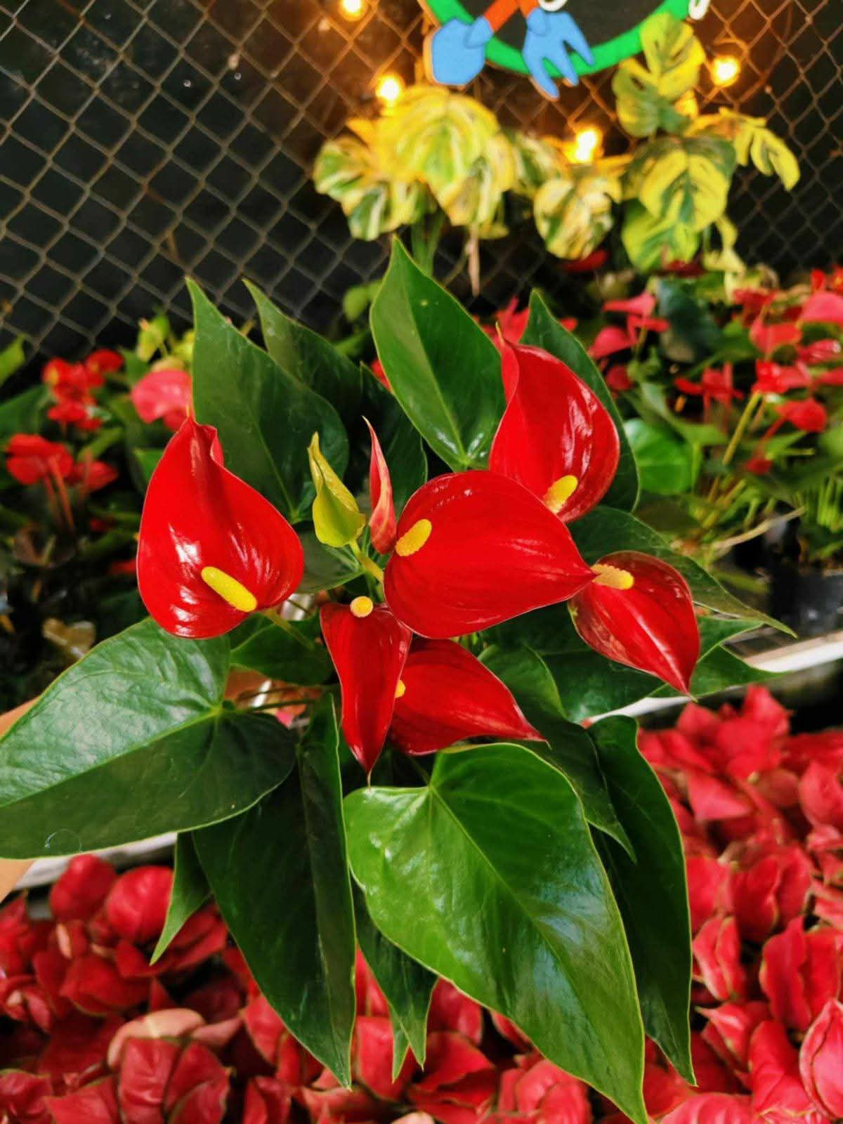 anthurium plant