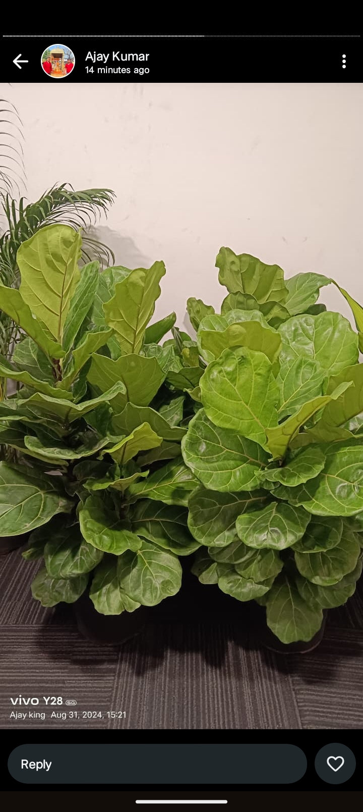 fiddle leaf fig  with fiber pot