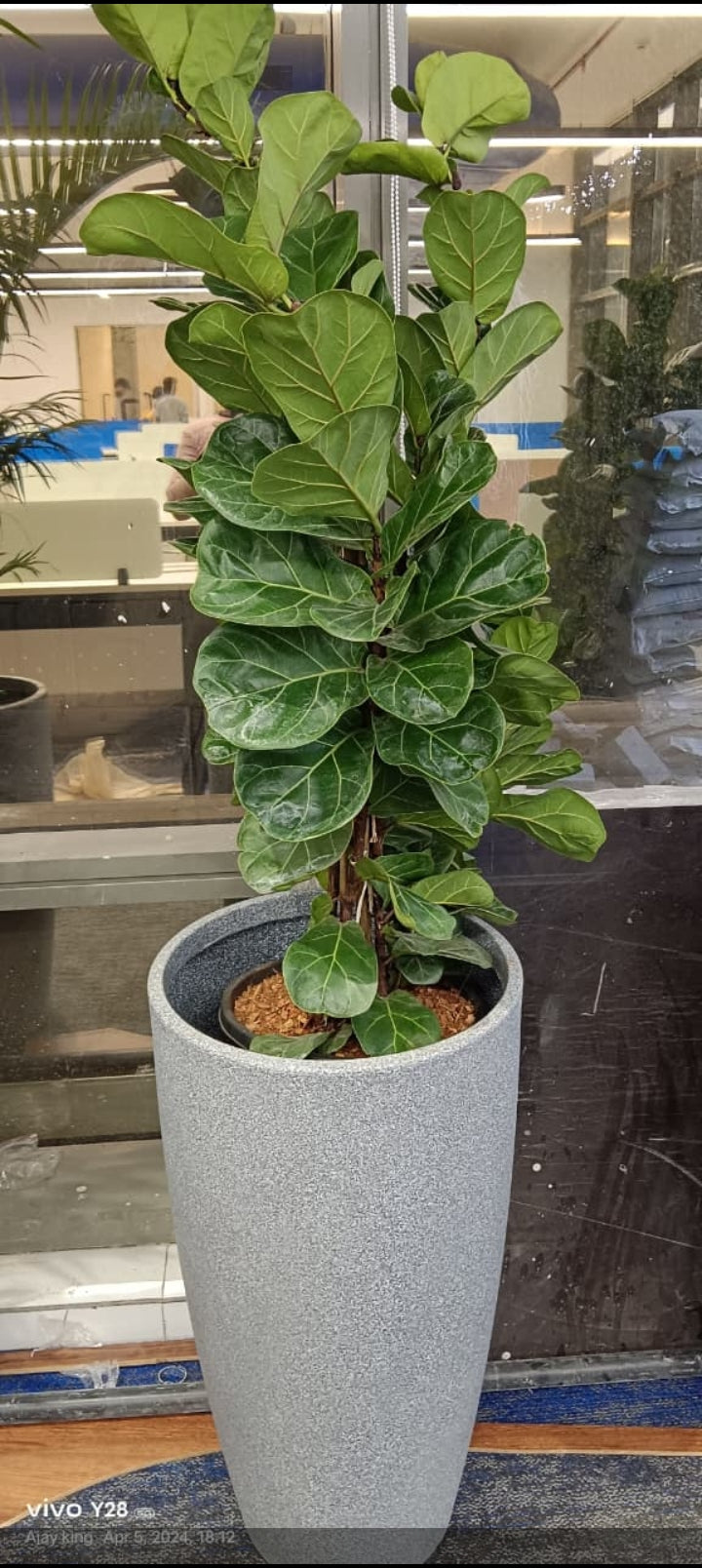 fiddle leaf fig  with fiber pot